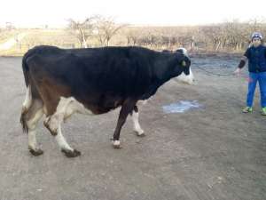 vand 2 vaci una holstein si una bruna