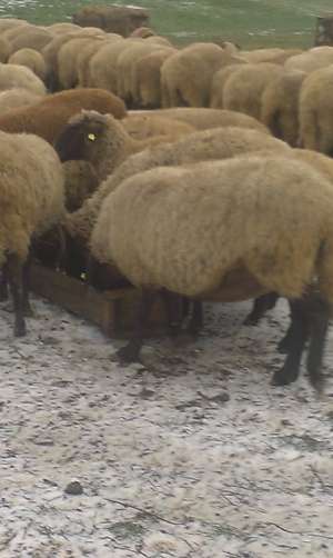 Vand 50 oi carabase cu miei, sunt sarbesti si bulgaresti