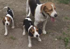 Catelusi/Pui Beagle Tricoloro
