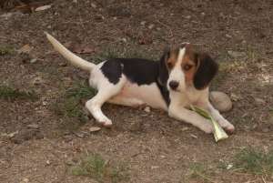 Catelusi/Pui Beagle Tricoloro