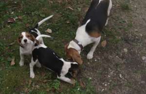 Catelusi/Pui Beagle Tricoloro