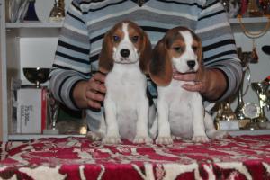 vand catei  Beagle cu pedigree