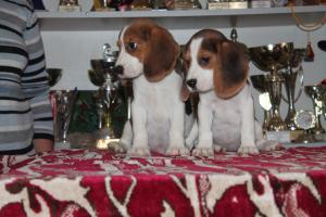 vand catei  Beagle cu pedigree