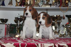 vand catei  Beagle cu pedigree