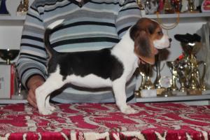 vand catei  Beagle cu pedigree