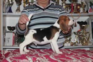 vand catei  Beagle cu pedigree