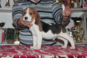 vand catei  Beagle cu pedigree