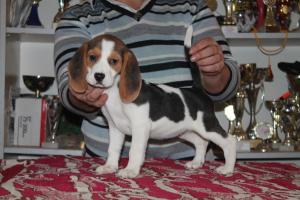 vand catei  Beagle cu pedigree