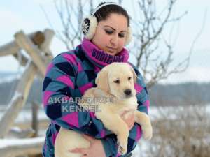 Canisa vinde pui labrador cu pedigree