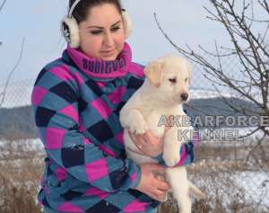 Canisa vinde pui labrador cu pedigree