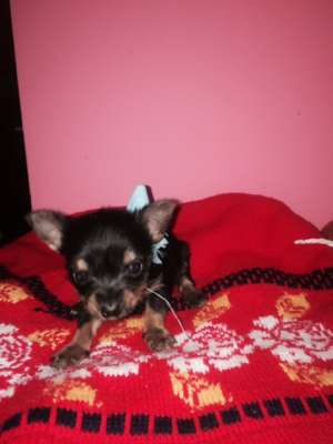 terrier yorkshire