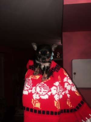 terrier yorkshire