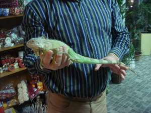 IGUANA