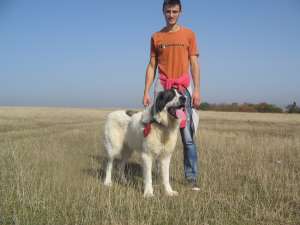Ciobanesc Romanesc de Bucovina