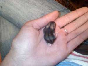 Vand pui de hamster
