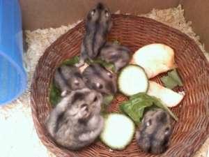 Vand pui de hamster