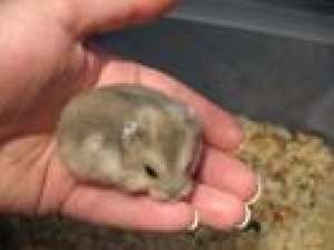 Vand pui de hamster