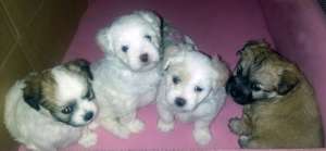 Bichon maltez,  femele ,  1 luna