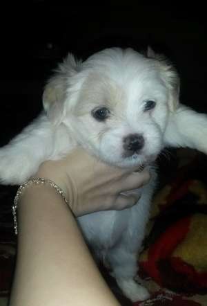 Bichon maltez,  femele ,  1 luna
