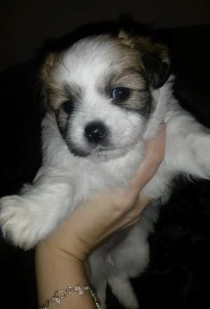 Bichon maltez,  femele ,  1 luna