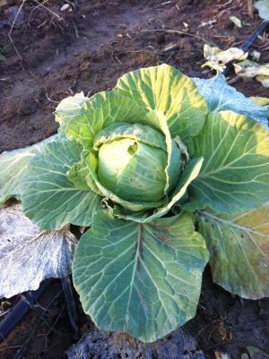Varza MUNTENIA 1kg