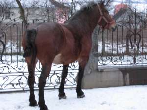 iapa semigreu