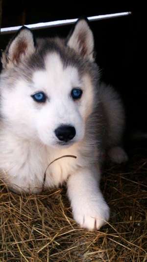 Catelusa Husky Siberian