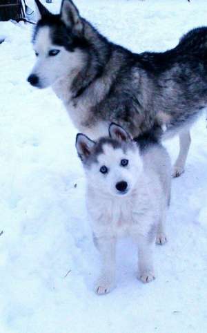 Catelusa Husky Siberian