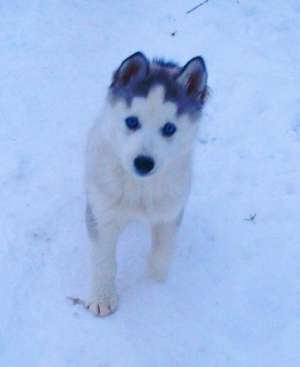 Catelusa Husky Siberian