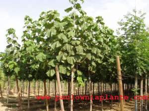 Plante de paulownia