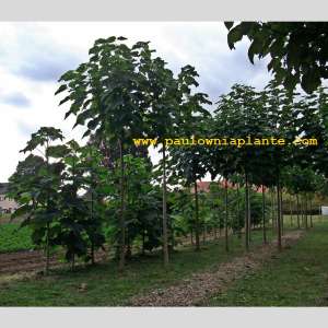 Plante de paulownia