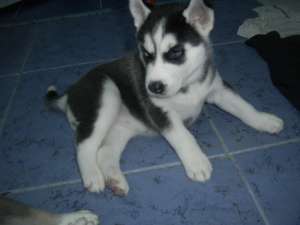 Vand husky
