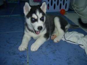 Vand husky