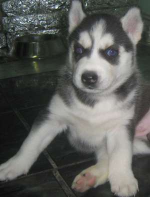 Vand husky