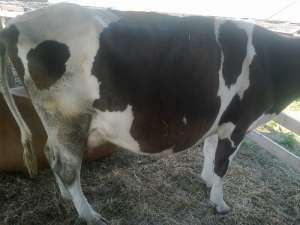 vand vaci una holstein si una baltata romaneasca.