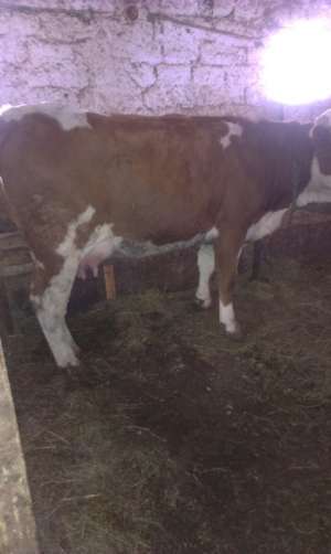 vand vaci una holstein si una baltata romaneasca.