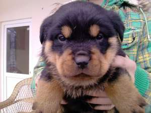Rottweiler superb de vanzare