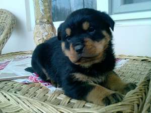 Rottweiler superb de vanzare