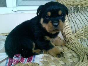 Rottweiler superb de vanzare