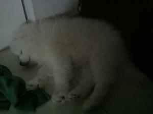 pui mascul de samoyed