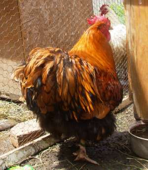 vand oua de gaini de rasa