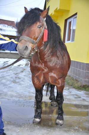 Vand Armasar