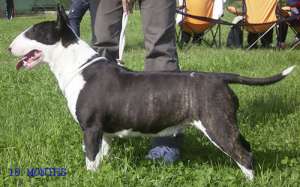 Pui Bull Terrier de vanzare