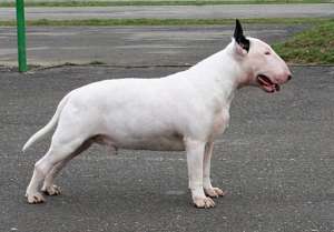 Pui Bull Terrier de vanzare