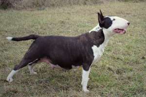 Pui Bull Terrier de vanzare