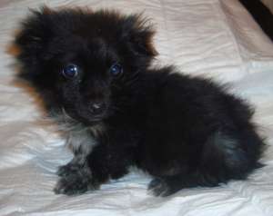 Ofer spre adoptie catelusa pechinez
