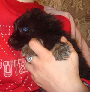Ofer spre adoptie catelusa pechinez