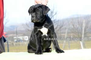 Canisa vinde pui cane corso cu pedigree