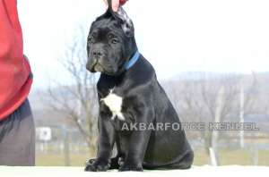 Canisa vinde pui cane corso cu pedigree