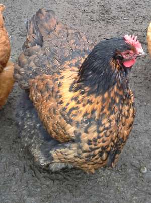 Găini Orpington de v�nzare